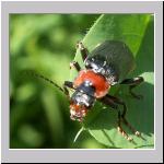 Cantharis fusca - Gemeiner Weichkaefer 03.jpg